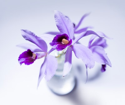紫色花的花瓶
